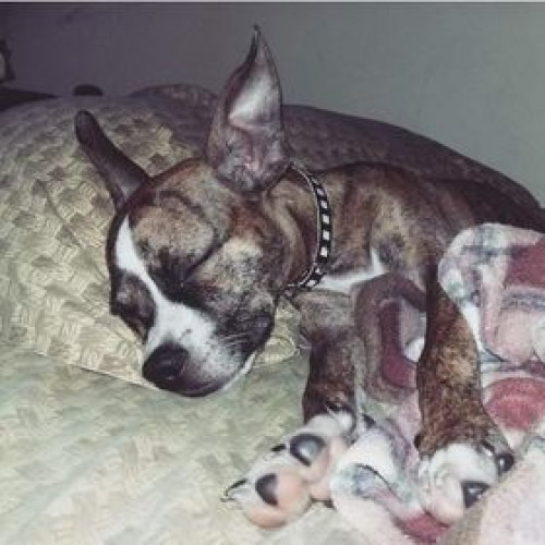 Milo