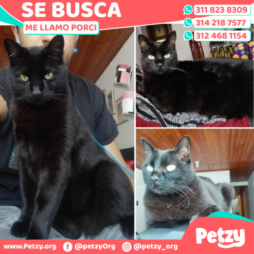 Foto de mascota Porci