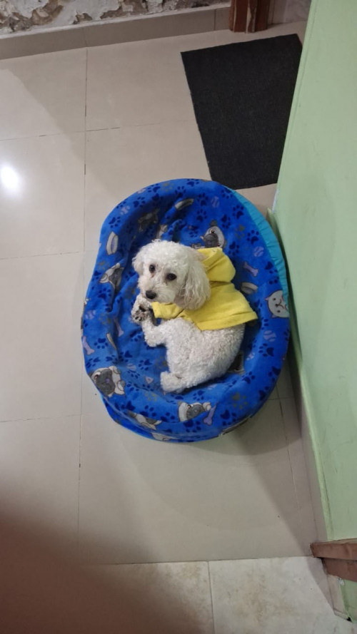 Toby