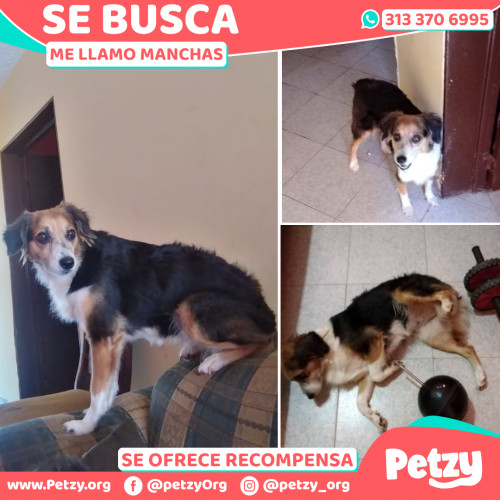 Foto de mascota Manchas