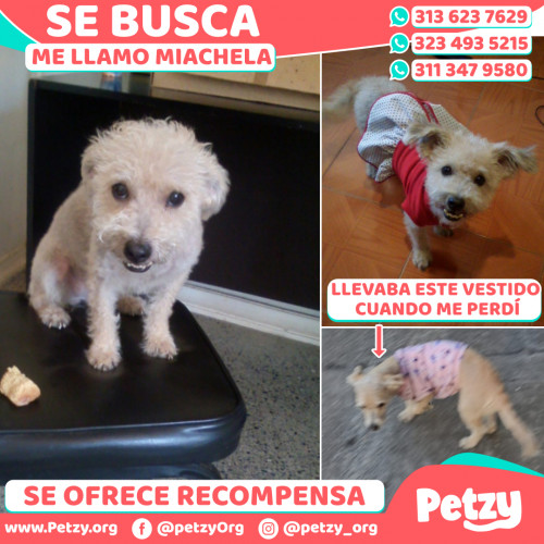 Foto de mascota Miachela
