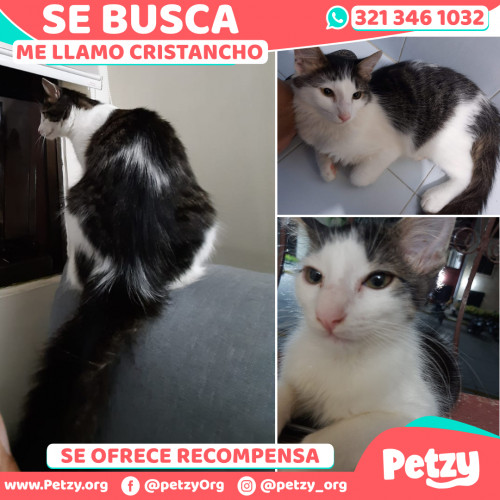 Foto de mascota Cristancho