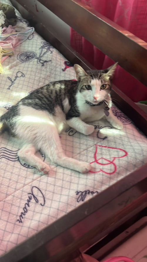 Nala