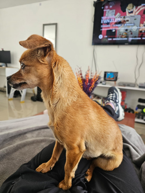 Panela