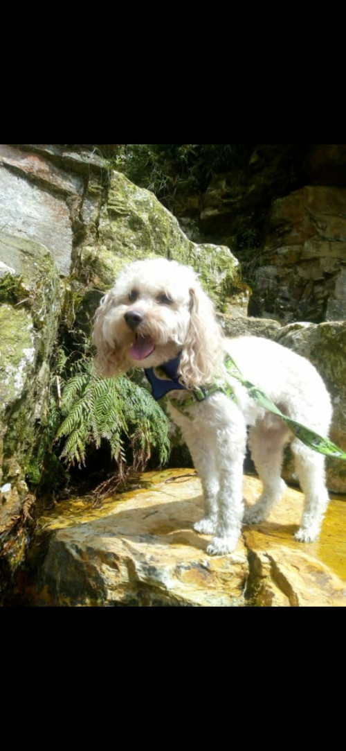 Copito
