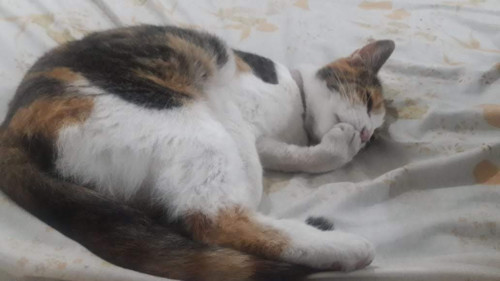 Princesa