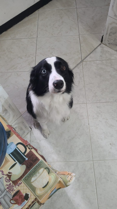 Nala
