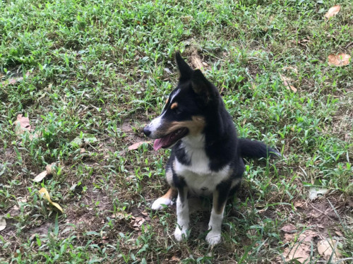 Kira