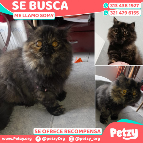 Foto de mascota Somy