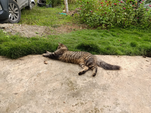 Nala