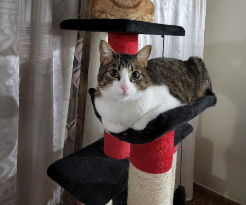 Nala