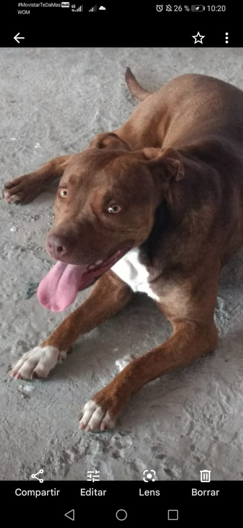 Milo
