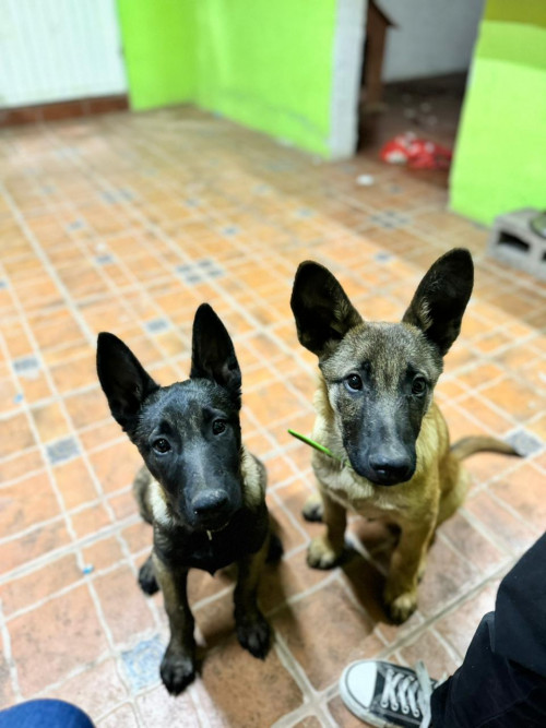 Pelícano Y Delta