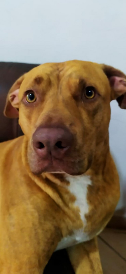 Oliver 