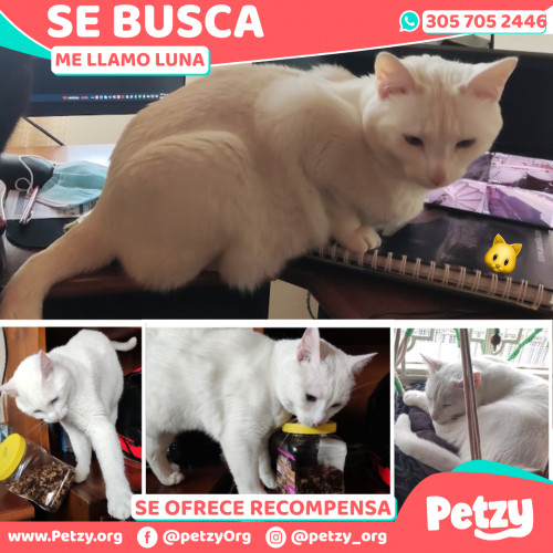 Foto de mascota Luna