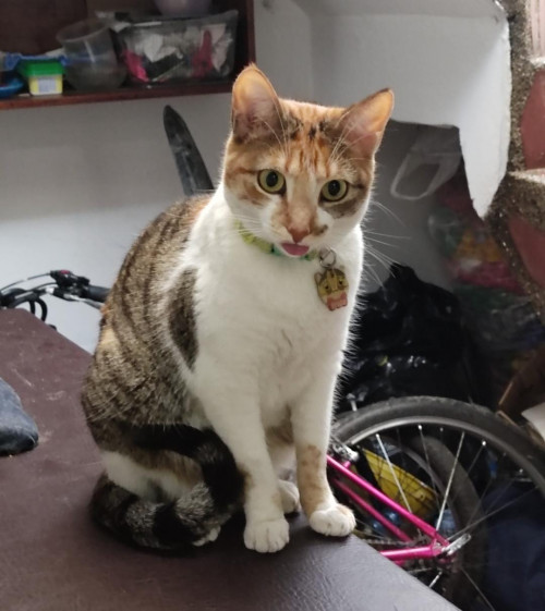 Frida