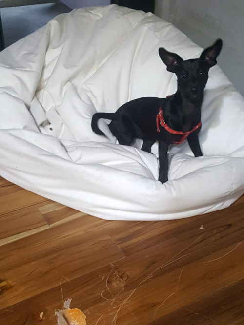 Lila