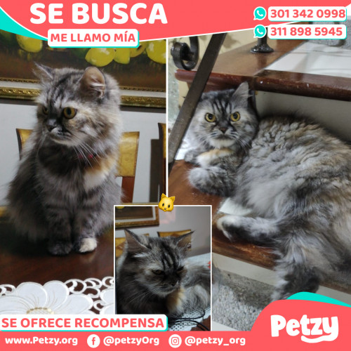 Foto de mascota Mía