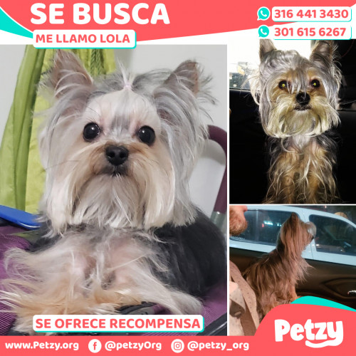 Foto de mascota Lola 