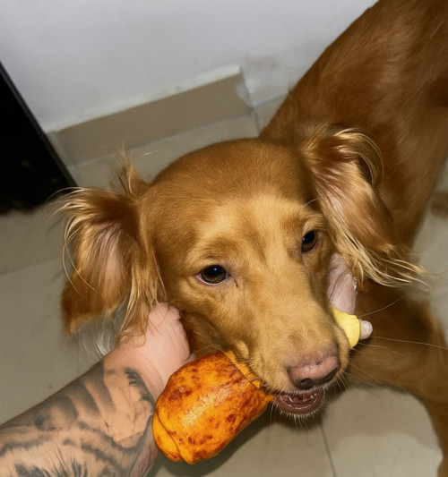 Canela
