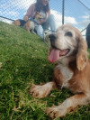 Foto de Toby en Monguí Boyacá #2