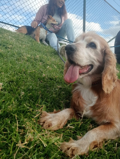 Toby