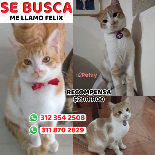 Foto de mascota Felix