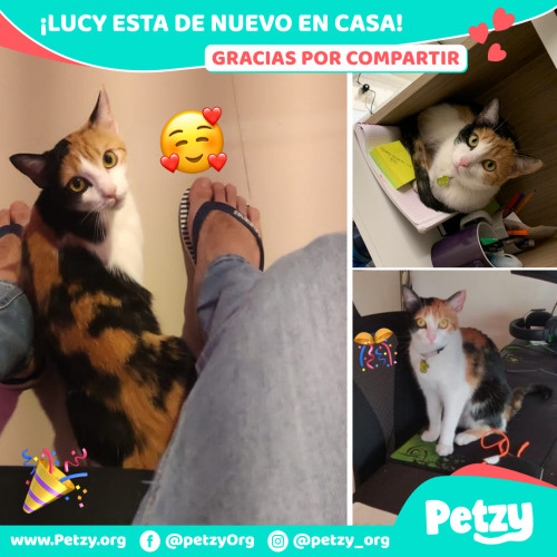 Foto de mascota Lucy