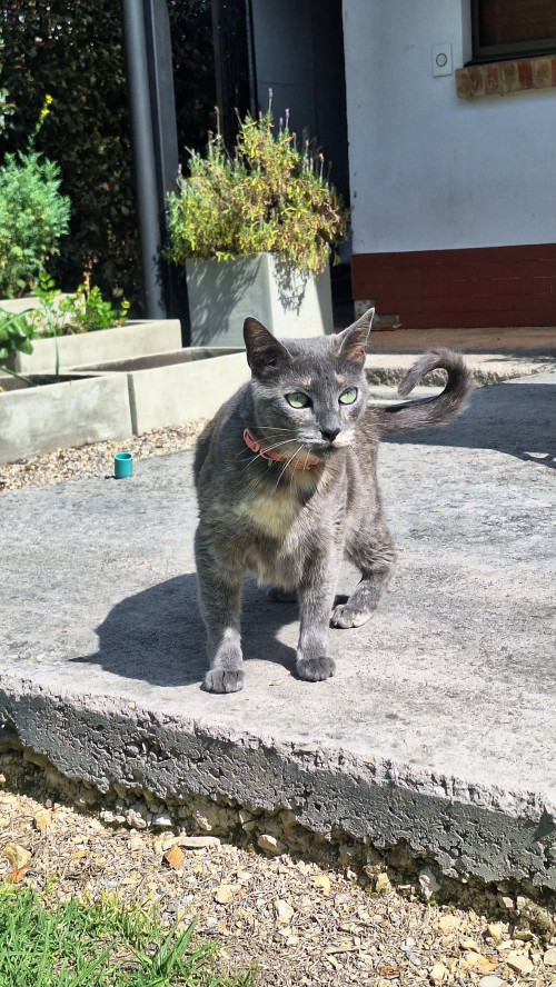 Coco