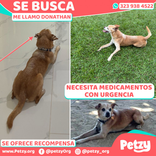 Foto de mascota Donathan