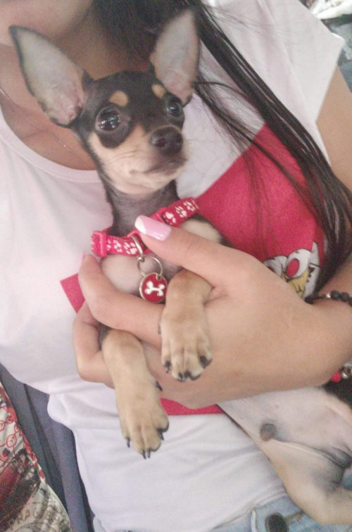 Coquito