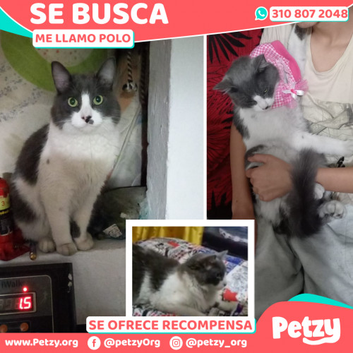 Foto de mascota Polo