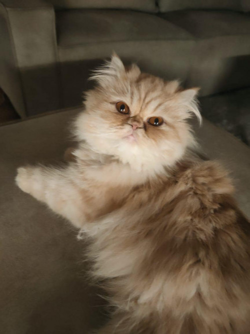 Mia