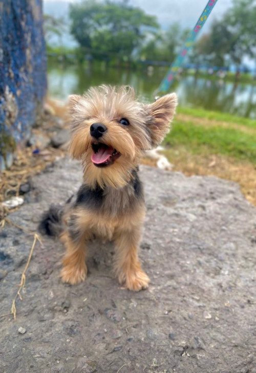 Teddy