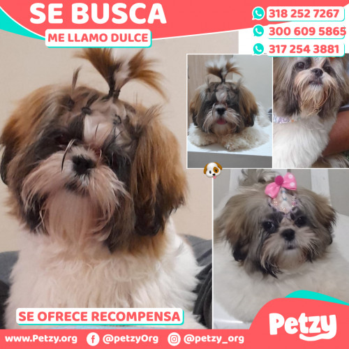 Foto de mascota Dulce