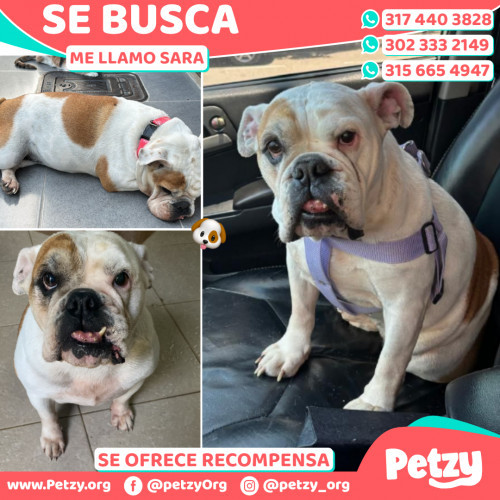 Foto de mascota Sara