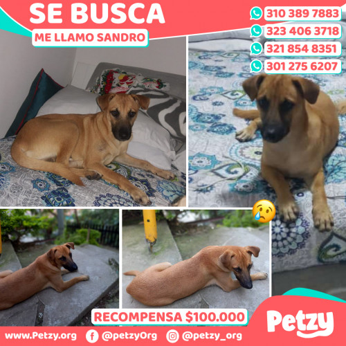 Foto de mascota Sandro