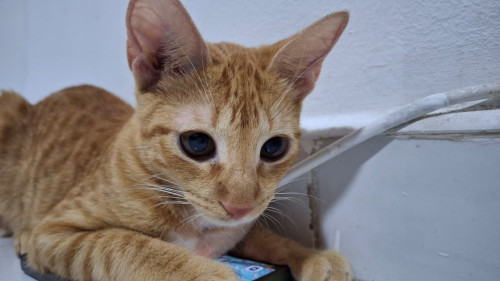 Lilu