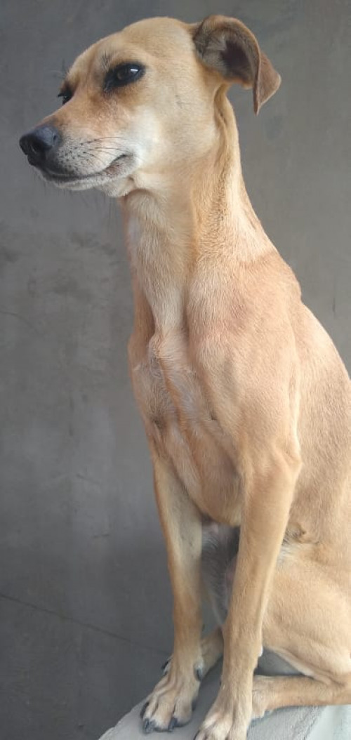 Lulú