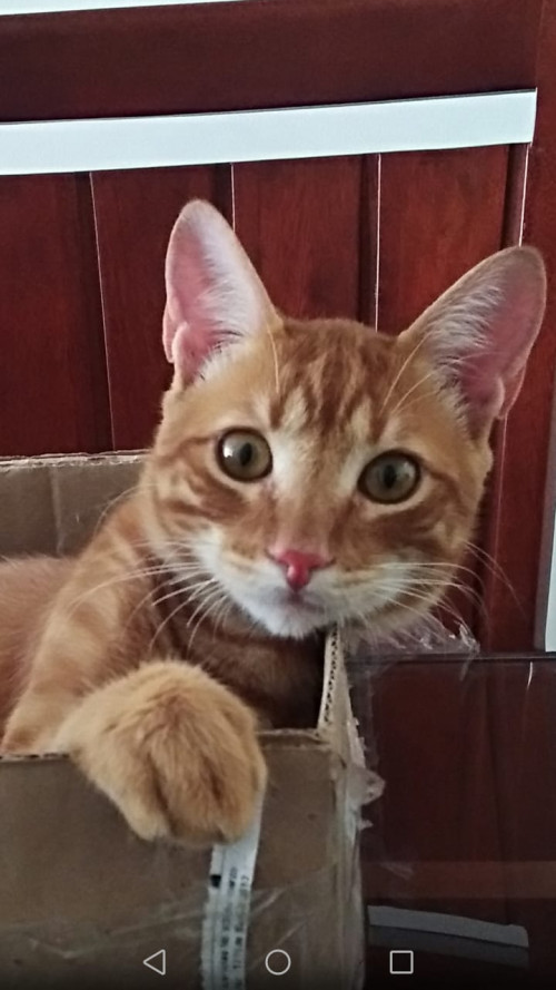 Tom