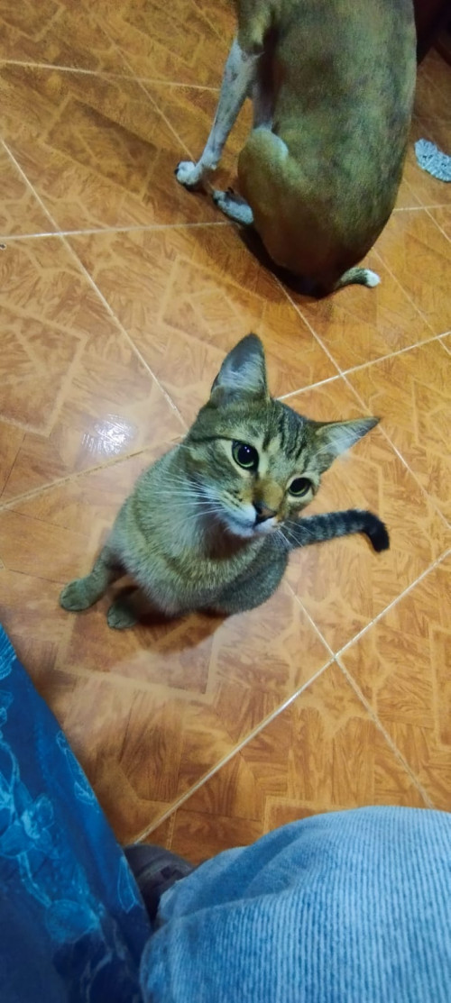 Loky