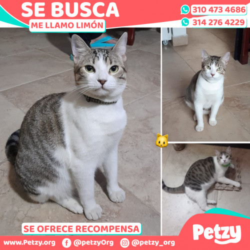 Foto de mascota Limón