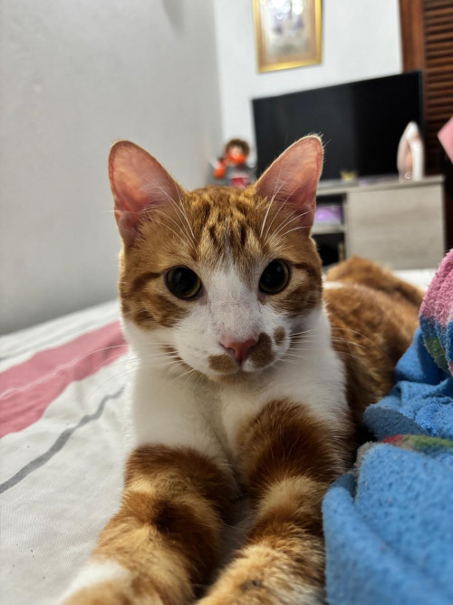 Tigger