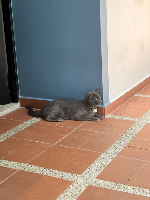 Copito