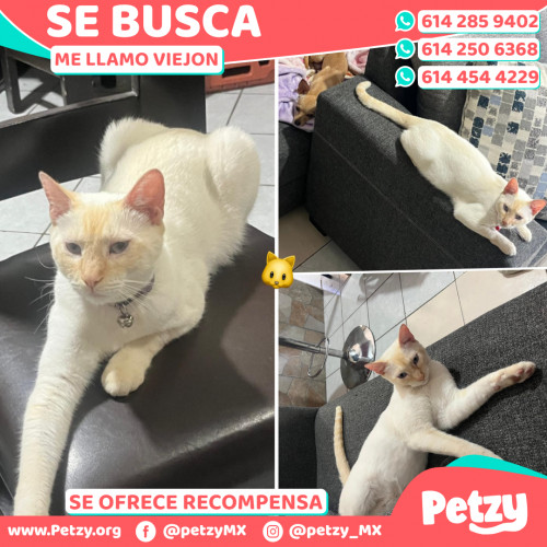 Foto de mascota Viejon