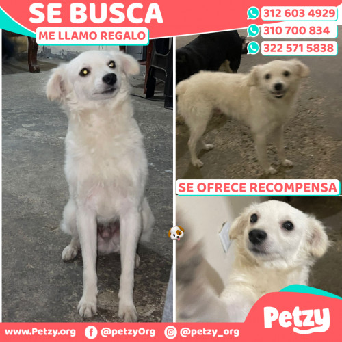 Foto de mascota Regalo