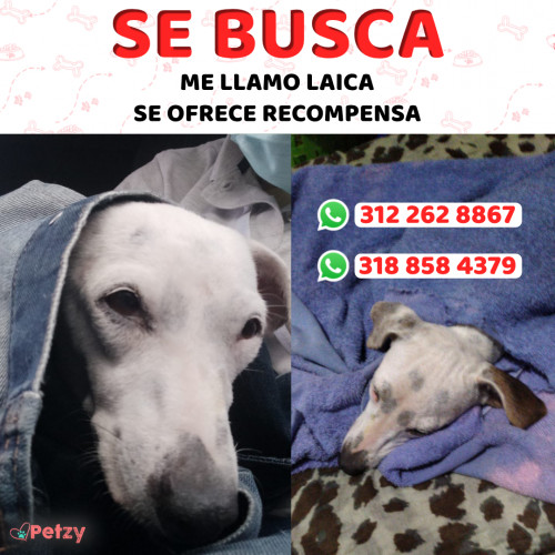 Foto de mascota Laica