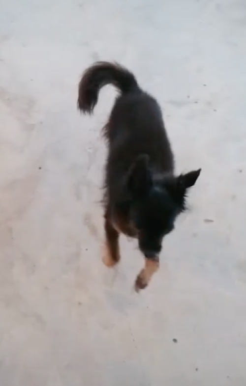 Blacky