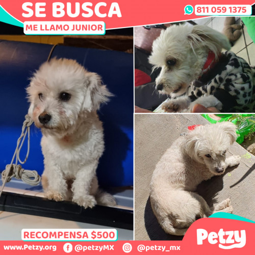 Foto de mascota Junior