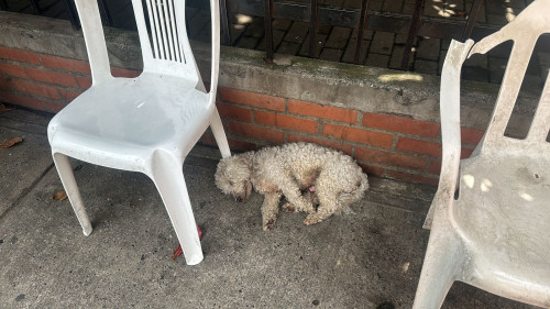 Paco